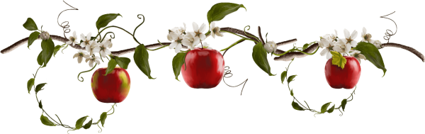 Летние цветы на прозрачном фоне