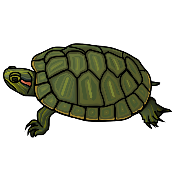 Красноухая черепаха