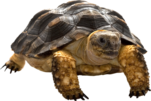 Черепаха без фона