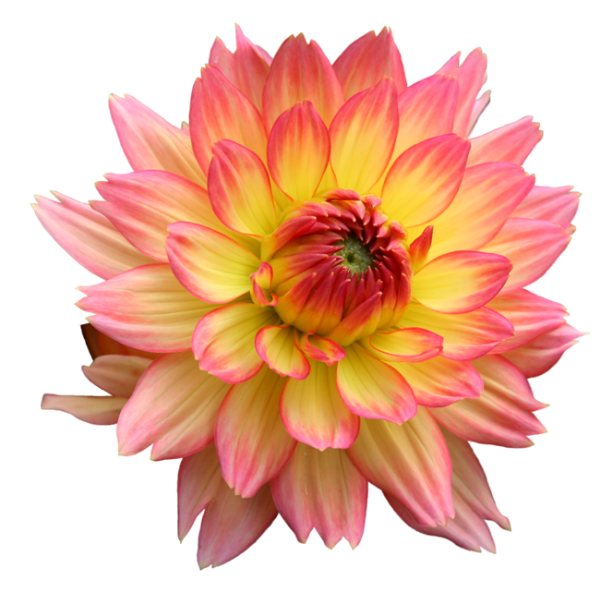 Георгин Далия оранжевый