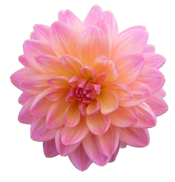 Георгина на белом фоне