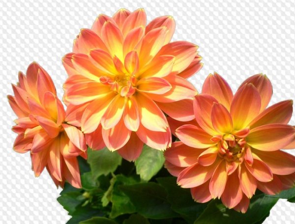 Георгины бутон оранжевая