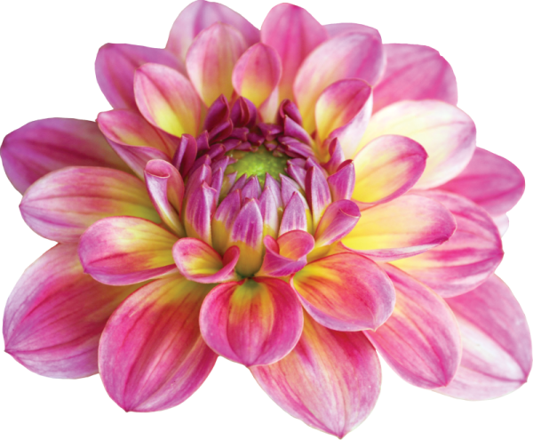 Клипарт георгины на прозрачном фоне