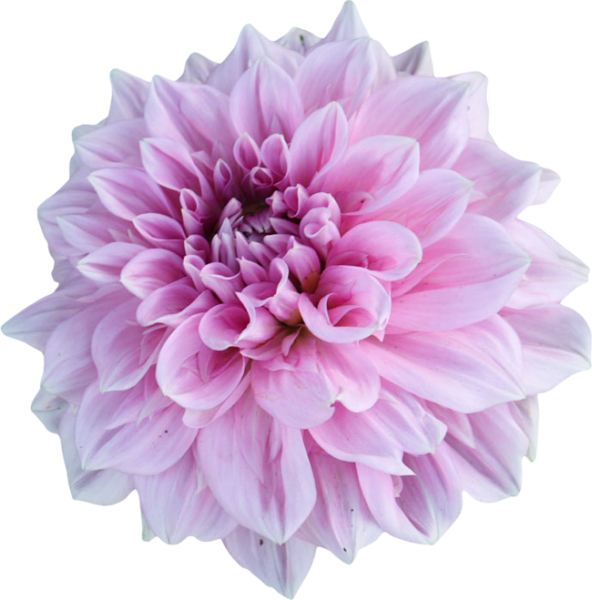 Хризантема на белом фоне