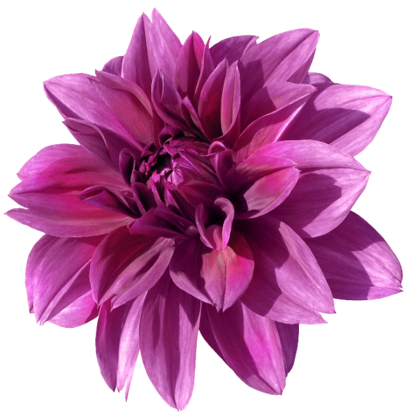 Одиночные георгины