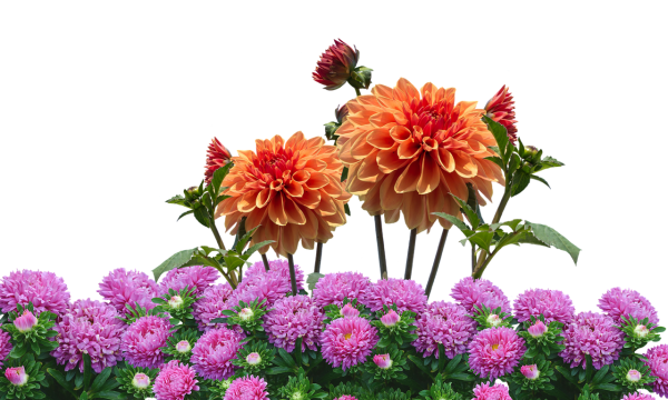 Георгины коллаж