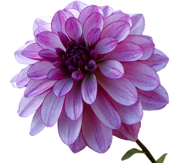 Одиночные георгины