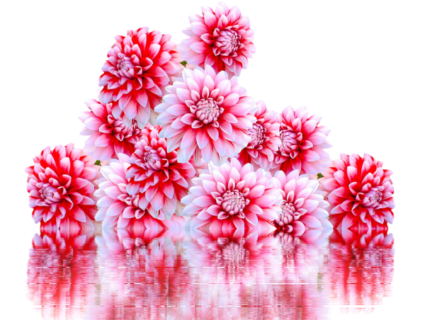 Георгины на прозрачном фоне