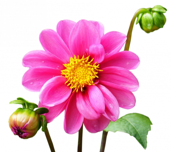 Георгины на прозрачном фоне