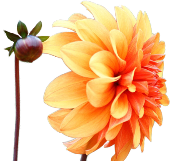 Георгин на прозрачном фоне