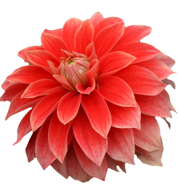 Астра Хризантема георгин