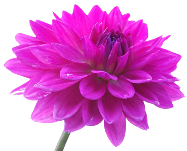 Георгин Астра белый