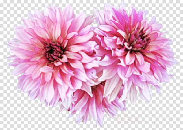 Георгины на белом фоне