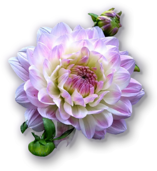 Георгин Астра белый