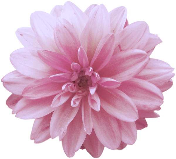 Георгин айс Крим