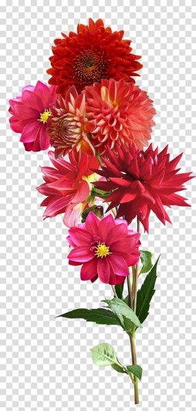 Белый георгин красная Астра