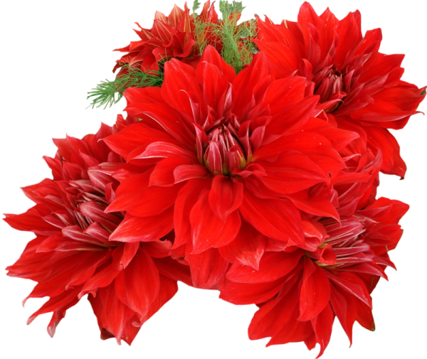 Георгины на белом фоне