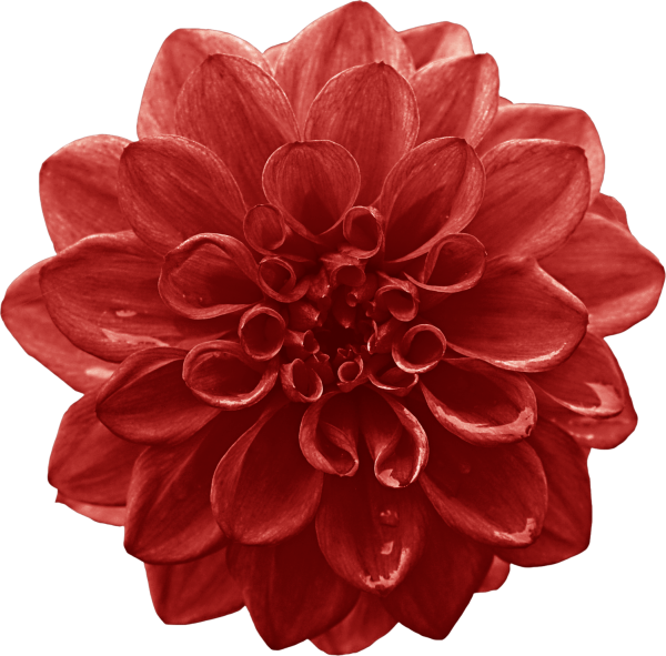 Бордовые цветы на белом фоне