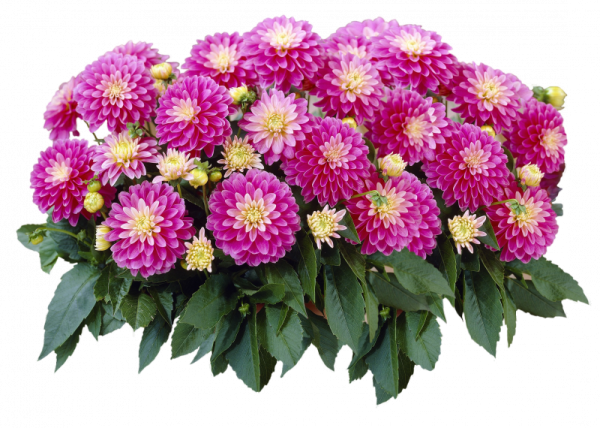 Хризантема кустовая циния