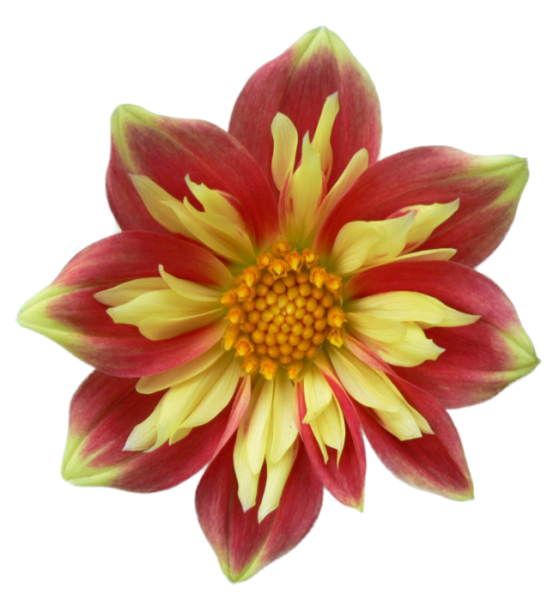 Георгина на прозрачном фоне