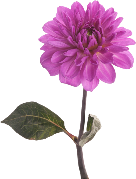 Одиночные георгины