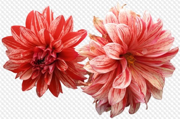 Георгины на прозрачном фоне
