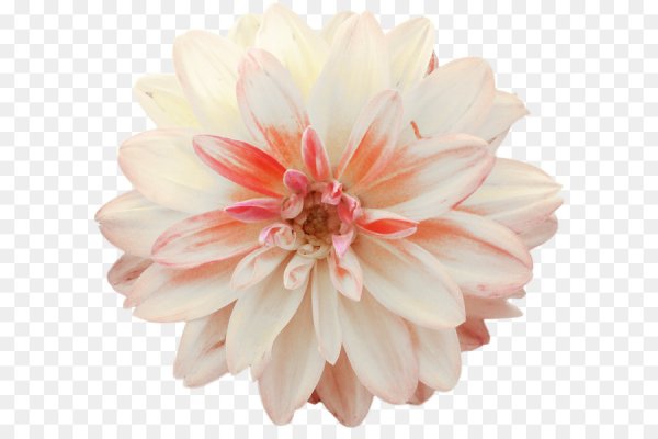 Цветок георгин на прозрачном фоне