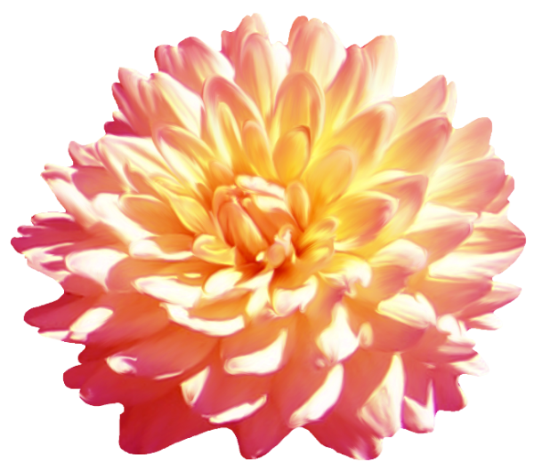 Георгин для фотошопа на прозрачном