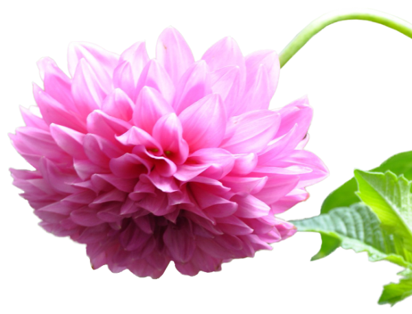 Астры на прозрачном фоне