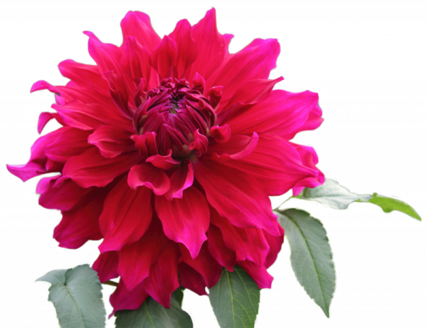 Георгина на белом фоне