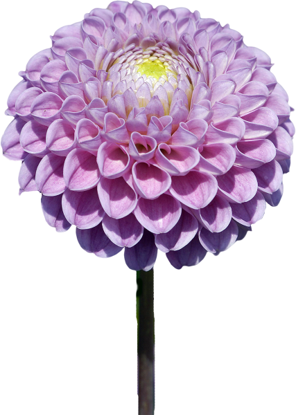 Дахлия ветка