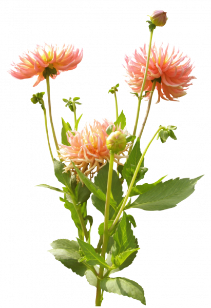 Георгины на белом фоне