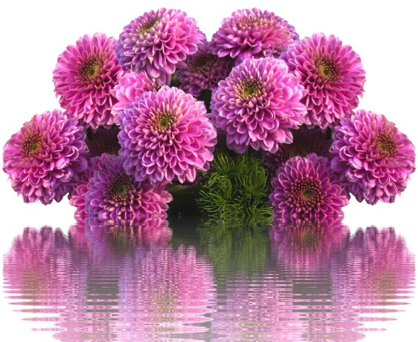 Георгины астры хризантемы букет