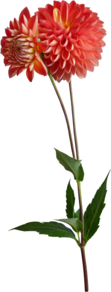 Георгин на стебле