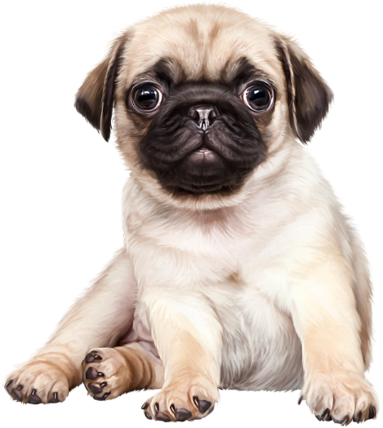 Мопс на прозрачном фоне