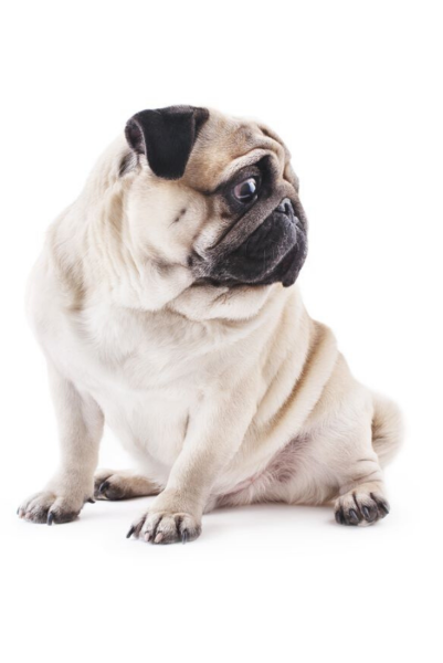 Мопс алабай бульдог