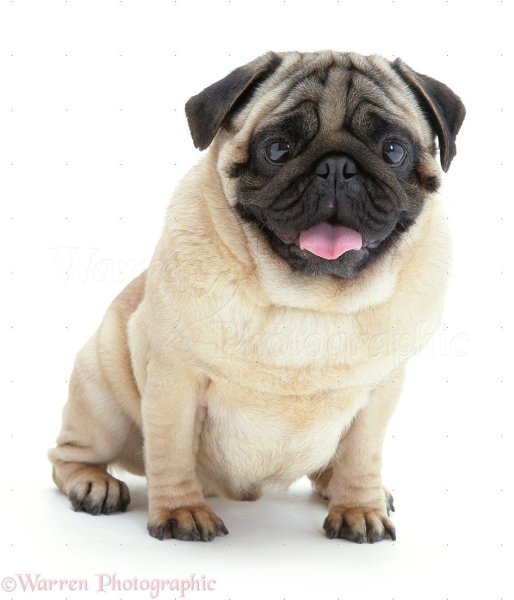 Собака Мопс мэрчика