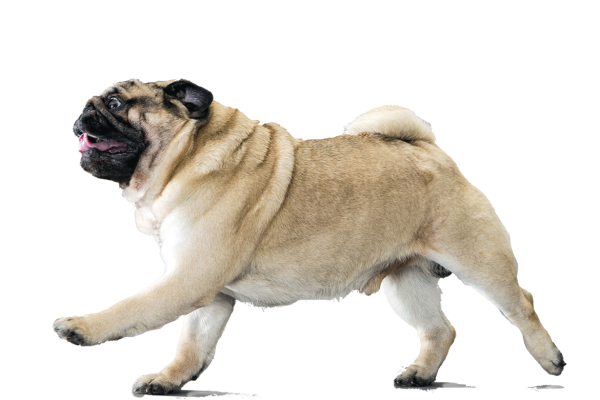 Мопс на белом фоне