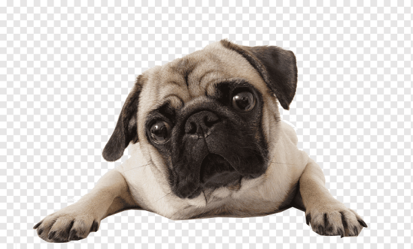 Мопс без фона