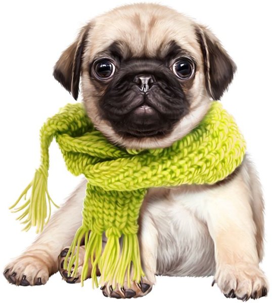 Мопс в шарфе