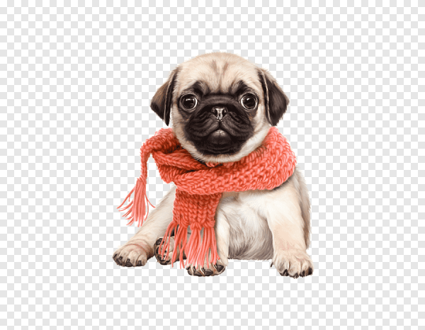 Мопс без фона