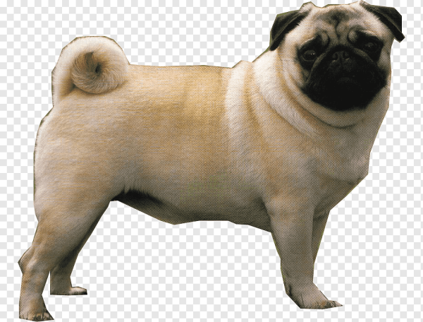 Мопс на белом фоне