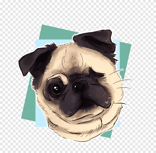 Мопс без фона