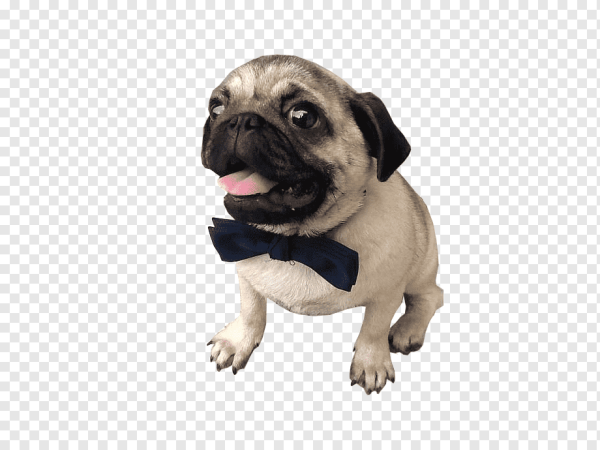 Пугли Мопс на прозрачном фоне
