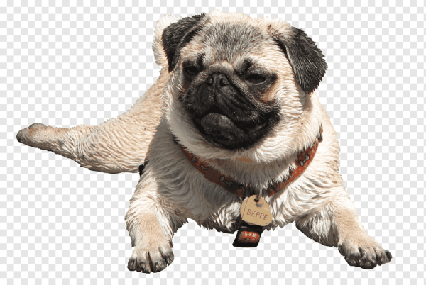 Мопс на прозрачном фоне