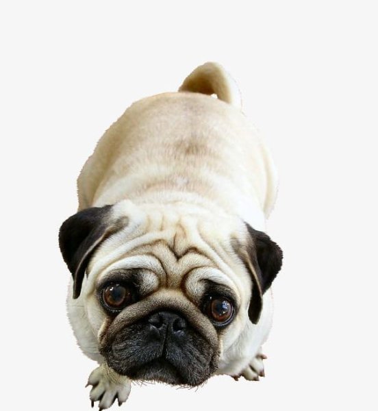 Мопс на белом фоне