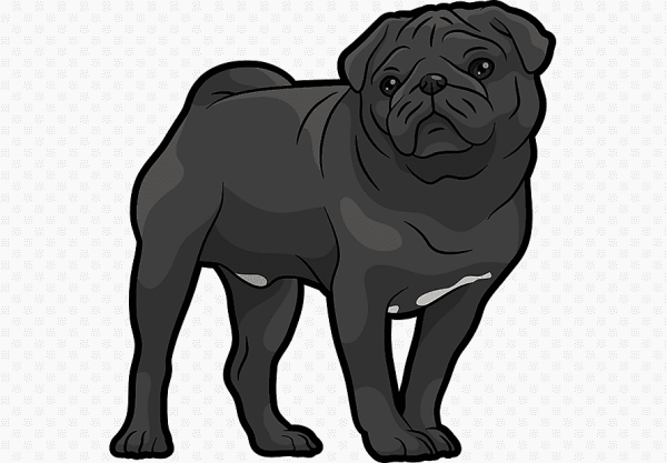 Мопс в векторе черный