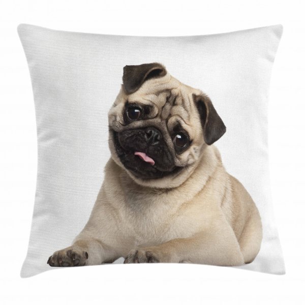 Мопс на белом фоне