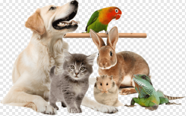 Зоомагазин животные