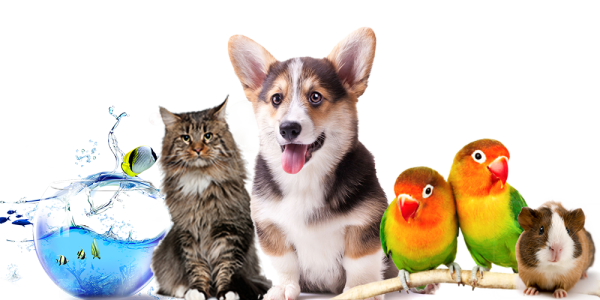 Рекламный баннер зоомагазина